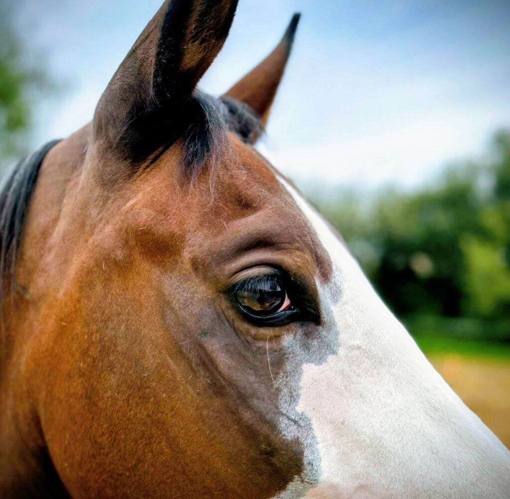 Cheval de Hippona Bearn