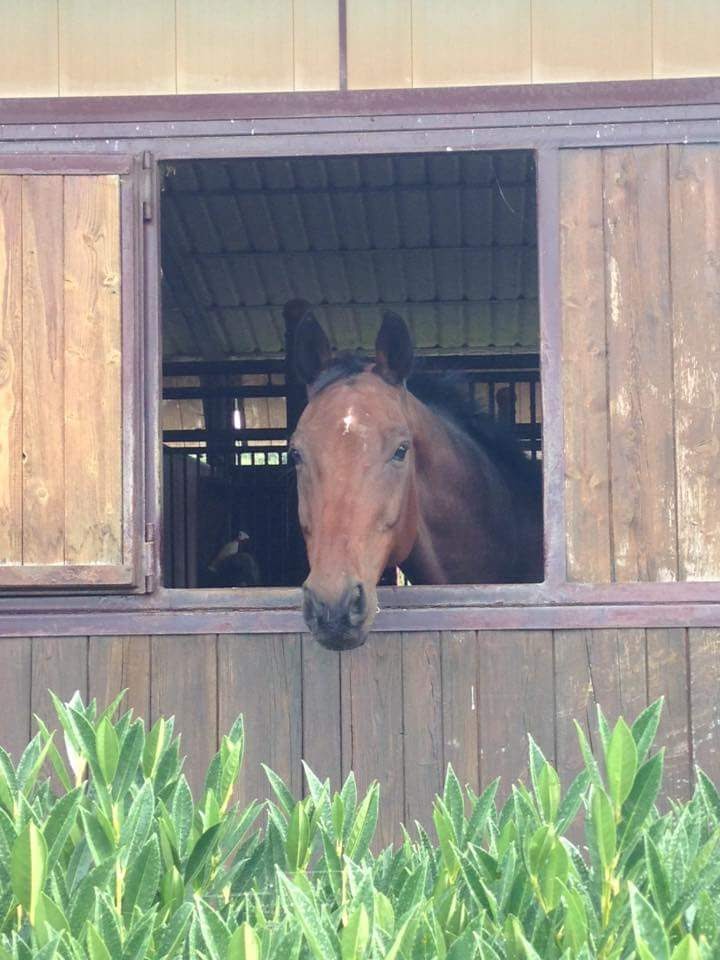 Pension de cheval au bearn